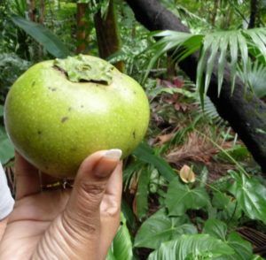 sapote-noire